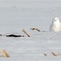 Burung Hantu Salju Berasal Dari